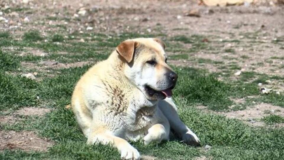 Köpek korkusunu yenmenin yolları