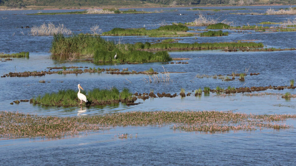 Yüzen adaları karaya oturdu, kuruyor mu?