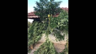 Kenevir bahçesinde çatışma: 2 yaralı