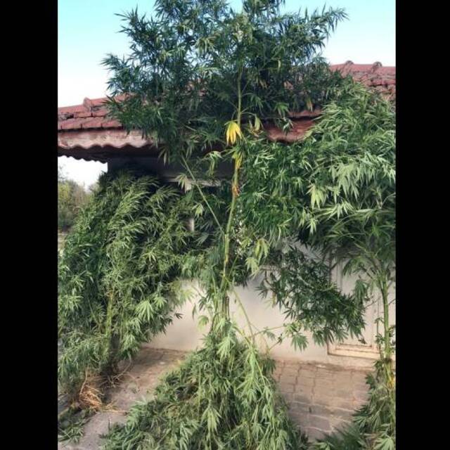 Kenevir bahçesinde çatışma: 2 yaralı