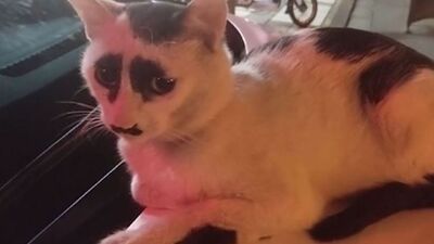 'Üzgün kedi', sosyal medyada fenomen oldu