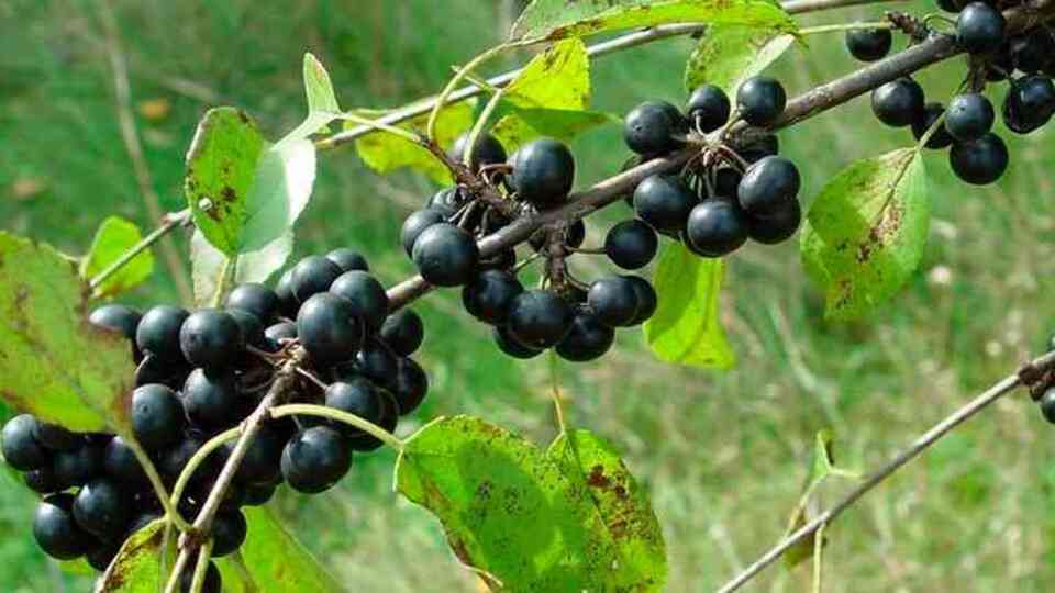 Acı çehre otunun zayıflamaya etkisi ve yararları