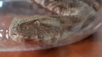 Koca engerek yılanı Malatya'da görüldü