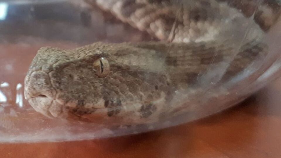 Koca engerek yılanı Malatya'da görüldü