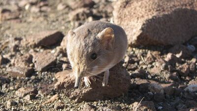 50 yıl aradan sonra rastlandı
