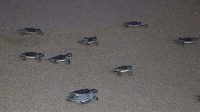 Adana'da yeşil deniz kaplumbağaları denizle buluşuyor