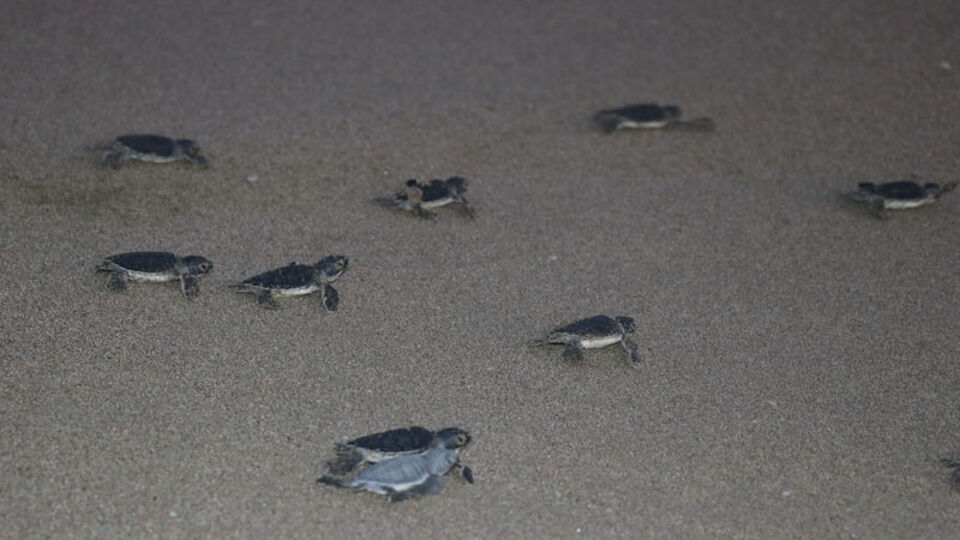 Adana'da yeşil deniz kaplumbağaları denizle buluşuyor