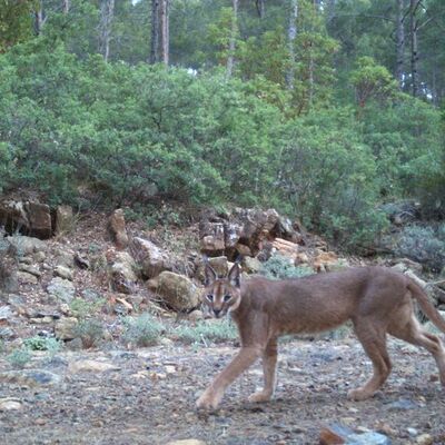 Batı Anadolu'da tespit edildi... Dünyada bir ilk!
