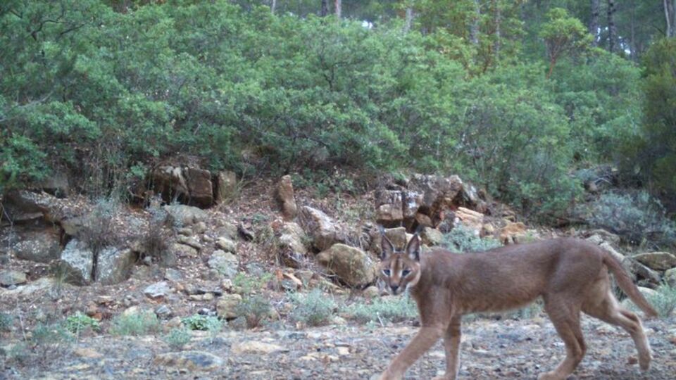 Batı Anadolu'da tespit edildi... Dünyada bir ilk!