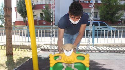 Farkındalık olsun diye köpeğini maskeyle gezdiriyor