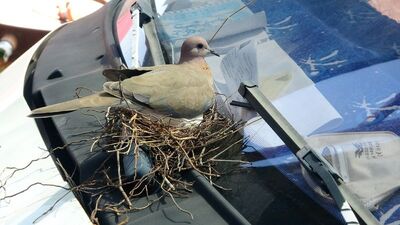 Kumruların yuva yaptığı kamyonetini kullanmıyor