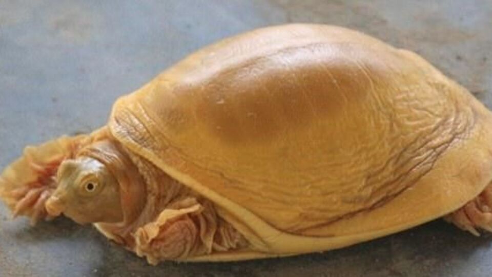 Dünyanın 5´inci altın renkli kaplumbağası bulundu