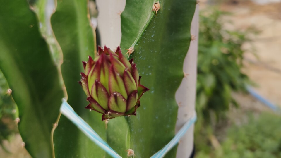 Hatay'da ejder meyvesi yetiştirildi