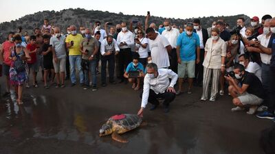 Tedavi edilen 4 caretta caretta denizle buluştu