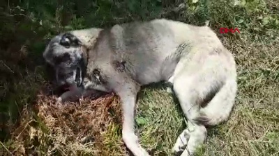 Bu nasıl vicdansızlık! Silahla vurdular