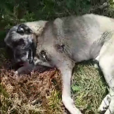 Bu nasıl vicdansızlık! Silahla vurdular