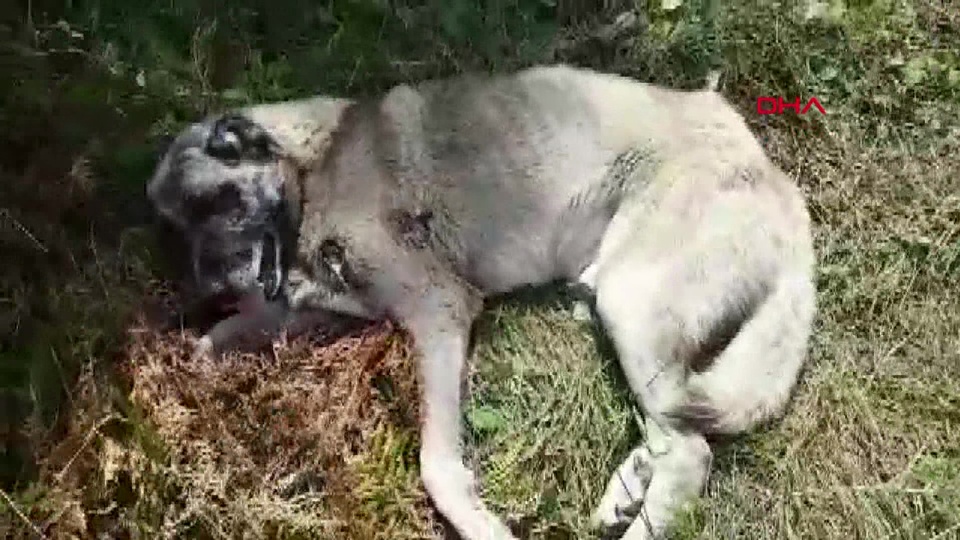 Bu nasıl vicdansızlık! Silahla vurdular