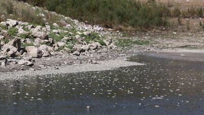 O da kuruyor, binlercesi kıyıya vurdu!