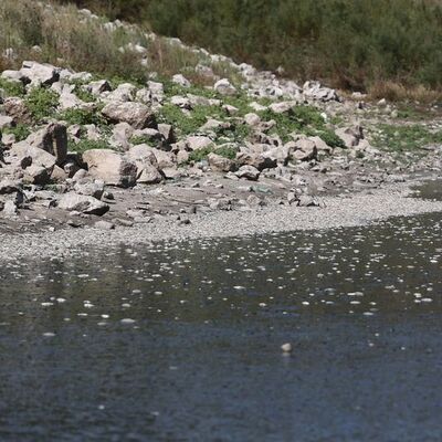 O da kuruyor, binlercesi kıyıya vurdu!