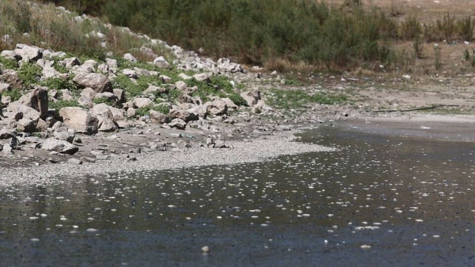 O da kuruyor, binlercesi kıyıya vurdu!