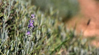 Çöp atılan araziyi lavanta bahçesine dönüştürdü