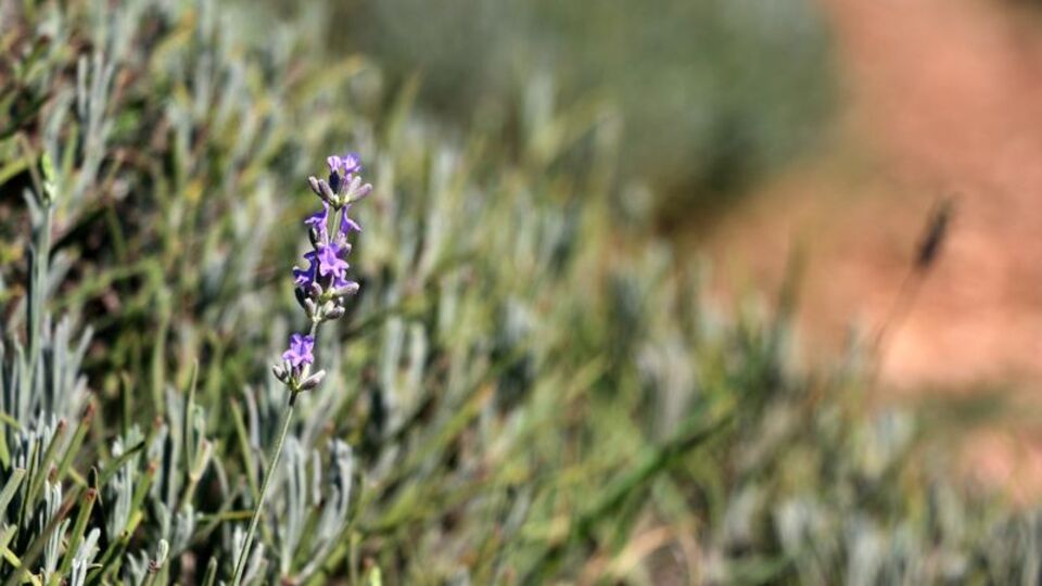 Çöp atılan araziyi lavanta bahçesine dönüştürdü