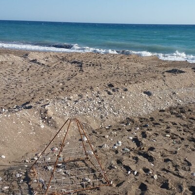 Korkunç iddia! Kepçe, caretta caretta yuvalarını ezdi!