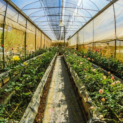 Zarara karşı sigortaya sarıldılar