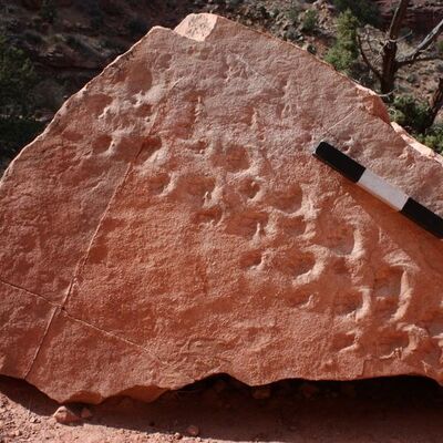 Yürüyüş yaparken buldu... 313 milyon yıllık!