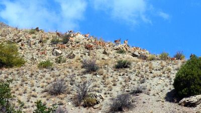 Heyecanlandıran görüntü... Sürü halinde görüntülendi