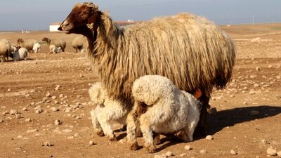Tarlaya koyun girdi: 2 ölü!