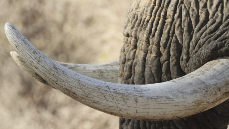 Fildişinin kullanım alanları