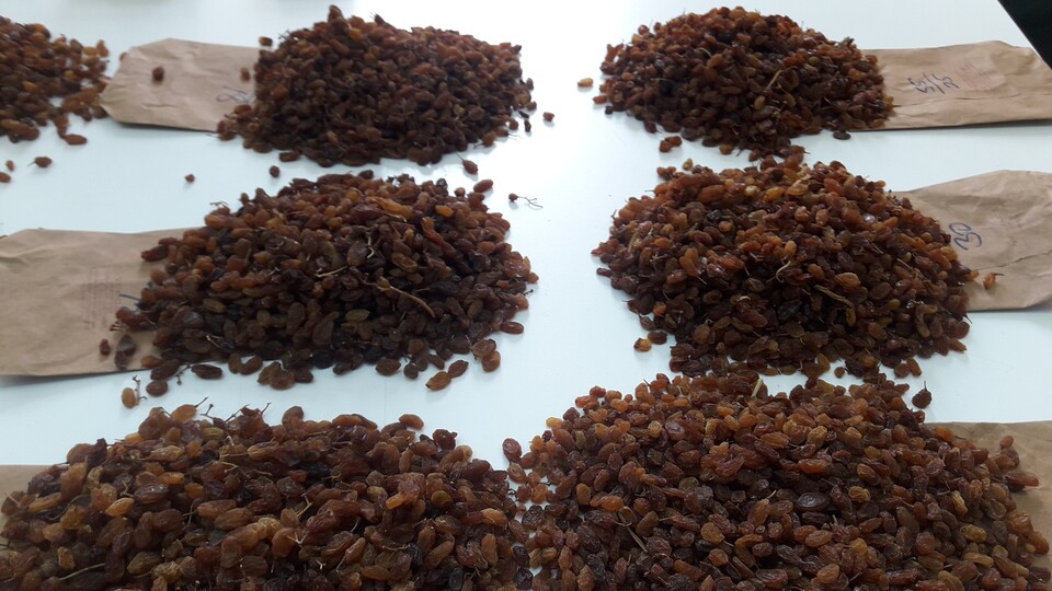 Kuru üzüm alım fiyatı açıklandı