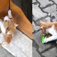 Bakkaldan beğendiği keki alıp kaçıyor!