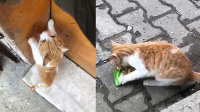 Bakkaldan beğendiği keki alıp kaçıyor!