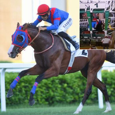 Halis Karataş bindiği atı yumrukladı!