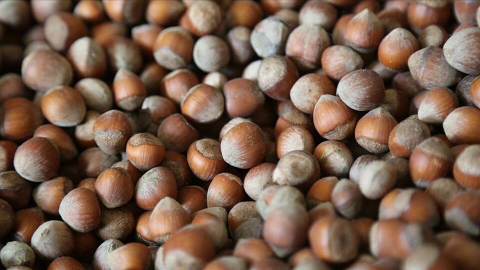 TMO, 223 bin ton fındık alımı yaptı