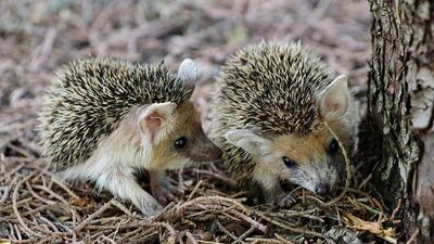 Bildiğimiz kirpilerden farklı! Diyarbakır'da görüldü