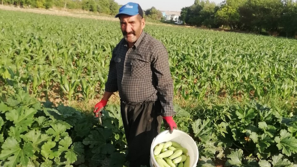 Maganda kurşunu tarlada!