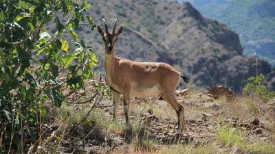 Objektife böyle poz verdi