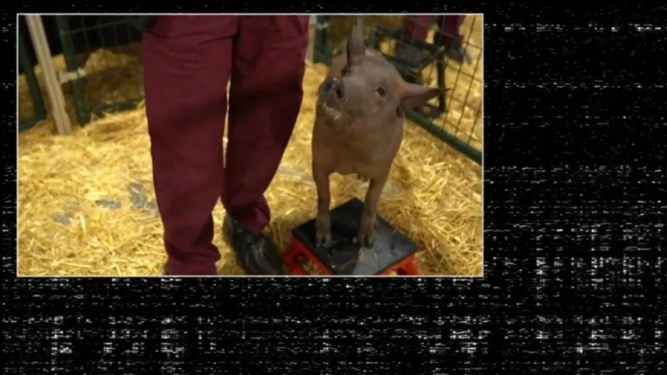 Domuzun beynini bilgisayara bağladılar!