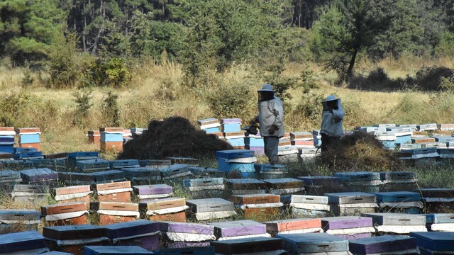 Çam balı üssü Muğla oldu