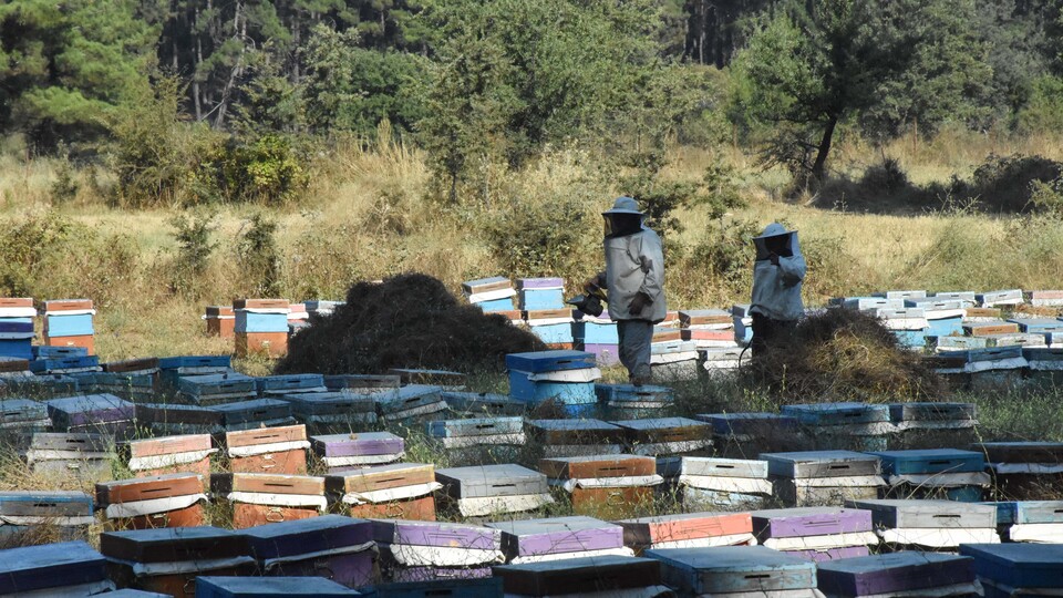 Çam balı üssü Muğla oldu