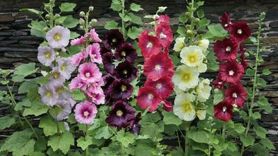 Hatmi çiçeğinin yararları ve yan etkileri