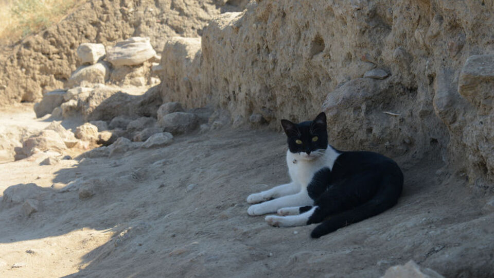 Topraktan çıkarmışlardı... İlgi görüyor