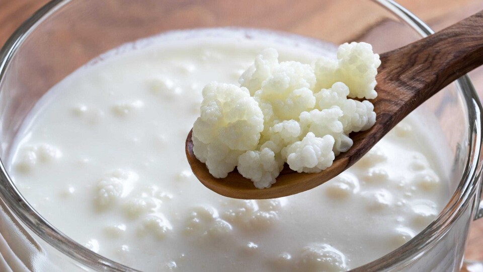 Şifa kaynağı kefir mayası için tarifler