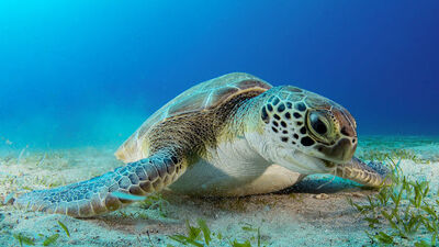 Dalgıçların ilgi odağı 'Hürrem'