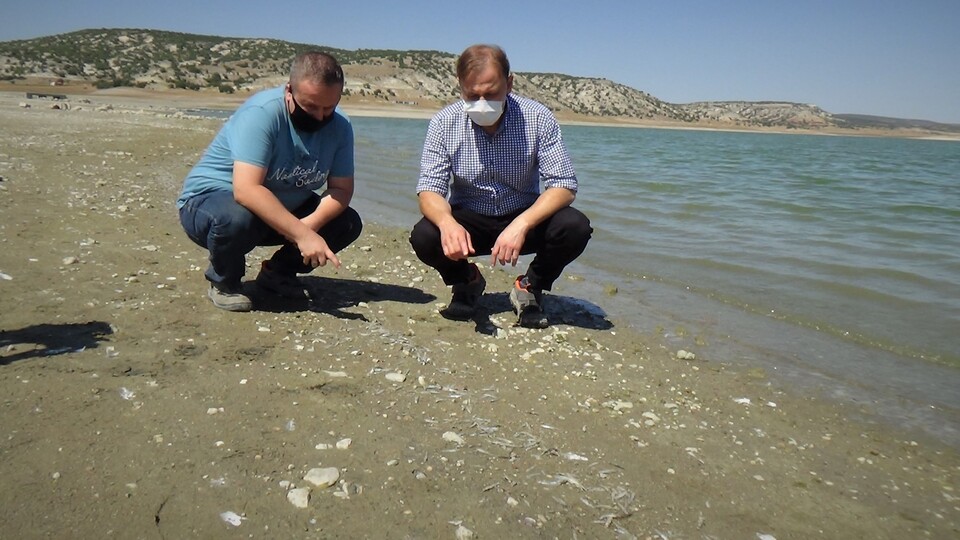 Porsuk'ta binlerce balık sıcaktan öldü!