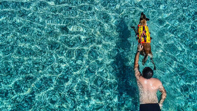 Türkiye'nin ilk cankurtaran köpeği Fox