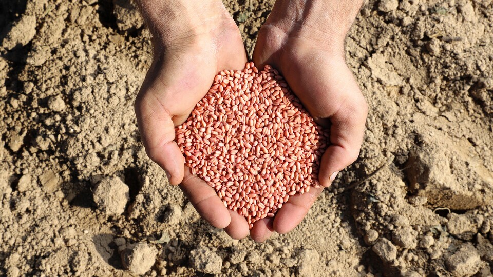 Aliağa Buğdayı'nda ilk hasat yapıldı